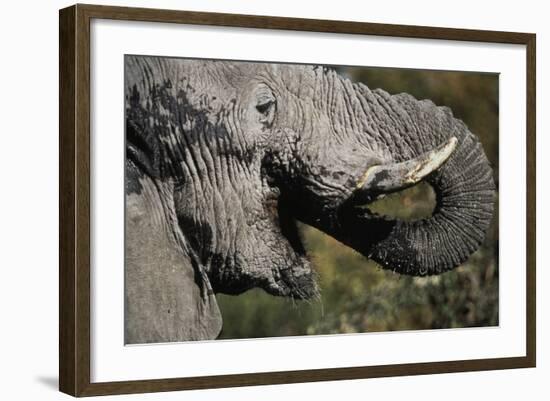 California, San Francisco, Close-Up of Elephant-Amos Nachoum-Framed Photographic Print