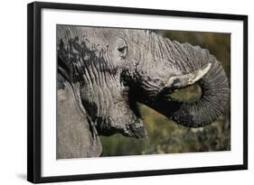 California, San Francisco, Close-Up of Elephant-Amos Nachoum-Framed Photographic Print