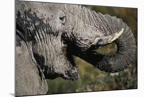 California, San Francisco, Close-Up of Elephant-Amos Nachoum-Mounted Photographic Print