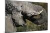 California, San Francisco, Close-Up of Elephant-Amos Nachoum-Mounted Photographic Print