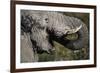 California, San Francisco, Close-Up of Elephant-Amos Nachoum-Framed Photographic Print