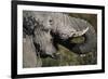 California, San Francisco, Close-Up of Elephant-Amos Nachoum-Framed Photographic Print