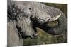 California, San Francisco, Close-Up of Elephant-Amos Nachoum-Mounted Photographic Print