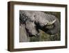 California, San Francisco, Close-Up of Elephant-Amos Nachoum-Framed Photographic Print