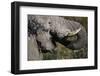 California, San Francisco, Close-Up of Elephant-Amos Nachoum-Framed Photographic Print