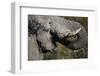 California, San Francisco, Close-Up of Elephant-Amos Nachoum-Framed Photographic Print