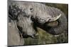 California, San Francisco, Close-Up of Elephant-Amos Nachoum-Mounted Photographic Print