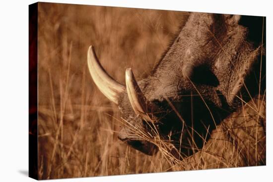 California, San Francisco, Goat in Grass, Close-Up-Amos Nachoum-Stretched Canvas