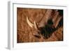 California, San Francisco, Goat in Grass, Close-Up-Amos Nachoum-Framed Photographic Print