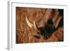 California, San Francisco, Goat in Grass, Close-Up-Amos Nachoum-Framed Photographic Print