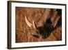 California, San Francisco, Goat in Grass, Close-Up-Amos Nachoum-Framed Photographic Print