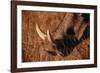 California, San Francisco, Goat in Grass, Close-Up-Amos Nachoum-Framed Photographic Print