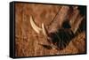 California, San Francisco, Goat in Grass, Close-Up-Amos Nachoum-Framed Stretched Canvas