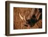 California, San Francisco, Goat in Grass, Close-Up-Amos Nachoum-Framed Photographic Print