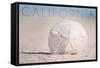 California - Sand Dollar on Beach-Lantern Press-Framed Stretched Canvas