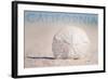 California - Sand Dollar on Beach-Lantern Press-Framed Art Print