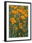 California, Santa Barbara Botanical Garden, California Poppy-Rob Tilley-Framed Photographic Print