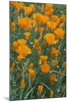 California, Santa Barbara Botanical Garden, California Poppy-Rob Tilley-Mounted Photographic Print