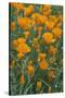 California, Santa Barbara Botanical Garden, California Poppy-Rob Tilley-Stretched Canvas