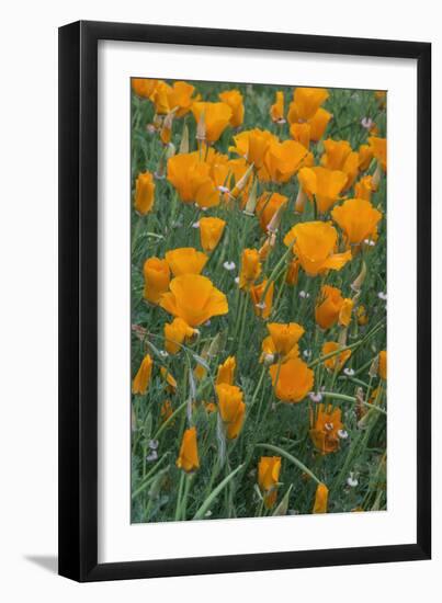 California, Santa Barbara Botanical Garden, California Poppy-Rob Tilley-Framed Photographic Print