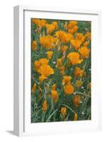 California, Santa Barbara Botanical Garden, California Poppy-Rob Tilley-Framed Photographic Print