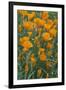 California, Santa Barbara Botanical Garden, California Poppy-Rob Tilley-Framed Premium Photographic Print