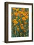 California, Santa Barbara Botanical Garden, California Poppy-Rob Tilley-Framed Photographic Print