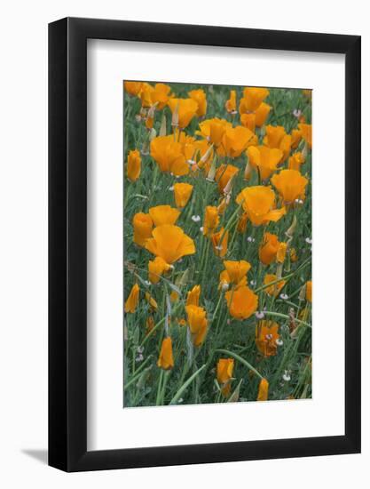 California, Santa Barbara Botanical Garden, California Poppy-Rob Tilley-Framed Photographic Print