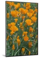 California, Santa Barbara Botanical Garden, California Poppy-Rob Tilley-Mounted Photographic Print