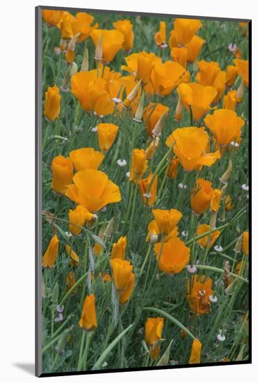 California, Santa Barbara Botanical Garden, California Poppy-Rob Tilley-Mounted Photographic Print