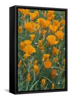 California, Santa Barbara Botanical Garden, California Poppy-Rob Tilley-Framed Stretched Canvas