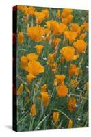 California, Santa Barbara Botanical Garden, California Poppy-Rob Tilley-Stretched Canvas