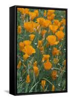 California, Santa Barbara Botanical Garden, California Poppy-Rob Tilley-Framed Stretched Canvas