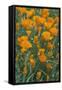 California, Santa Barbara Botanical Garden, California Poppy-Rob Tilley-Framed Stretched Canvas