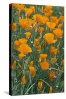 California, Santa Barbara Botanical Garden, California Poppy-Rob Tilley-Stretched Canvas