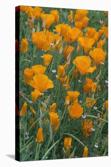 California, Santa Barbara Botanical Garden, California Poppy-Rob Tilley-Stretched Canvas