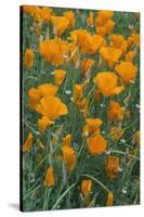 California, Santa Barbara Botanical Garden, California Poppy-Rob Tilley-Stretched Canvas