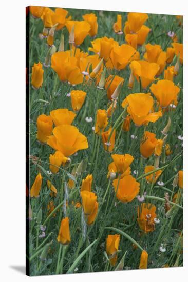 California, Santa Barbara Botanical Garden, California Poppy-Rob Tilley-Stretched Canvas