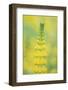 California, Santa Barbara Botanical Garden, Golden Lupine-Rob Tilley-Framed Photographic Print