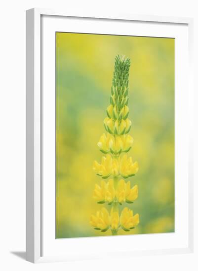 California, Santa Barbara Botanical Garden, Golden Lupine-Rob Tilley-Framed Photographic Print