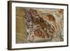 California, Santa Barbara, Chumash Painted Cave, Rock Art-Alison Jones-Framed Photographic Print