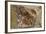 California, Santa Barbara, Chumash Painted Cave, Rock Art-Alison Jones-Framed Photographic Print