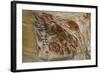 California, Santa Barbara, Chumash Painted Cave, Rock Art-Alison Jones-Framed Photographic Print