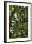 California. Scouring Rush, Horse Tail, Siberian Miner's Lettuce, Redwood National and State Park-Judith Zimmerman-Framed Photographic Print