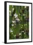 California. Scouring Rush, Horse Tail, Siberian Miner's Lettuce, Redwood National and State Park-Judith Zimmerman-Framed Photographic Print