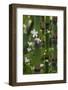 California. Scouring Rush, Horse Tail, Siberian Miner's Lettuce, Redwood National and State Park-Judith Zimmerman-Framed Photographic Print