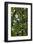 California. Scouring Rush, Horse Tail, Siberian Miner's Lettuce, Redwood National and State Park-Judith Zimmerman-Framed Photographic Print