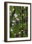 California. Scouring Rush, Horse Tail, Siberian Miner's Lettuce, Redwood National and State Park-Judith Zimmerman-Framed Photographic Print