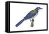 California Scrub Jay (Aphelocoma Californica), Birds-Encyclopaedia Britannica-Framed Stretched Canvas