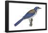 California Scrub Jay (Aphelocoma Californica), Birds-Encyclopaedia Britannica-Framed Poster